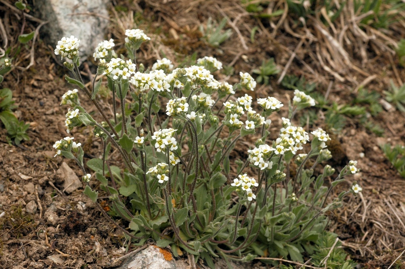 Изображение особи Draba subamplexicaulis.