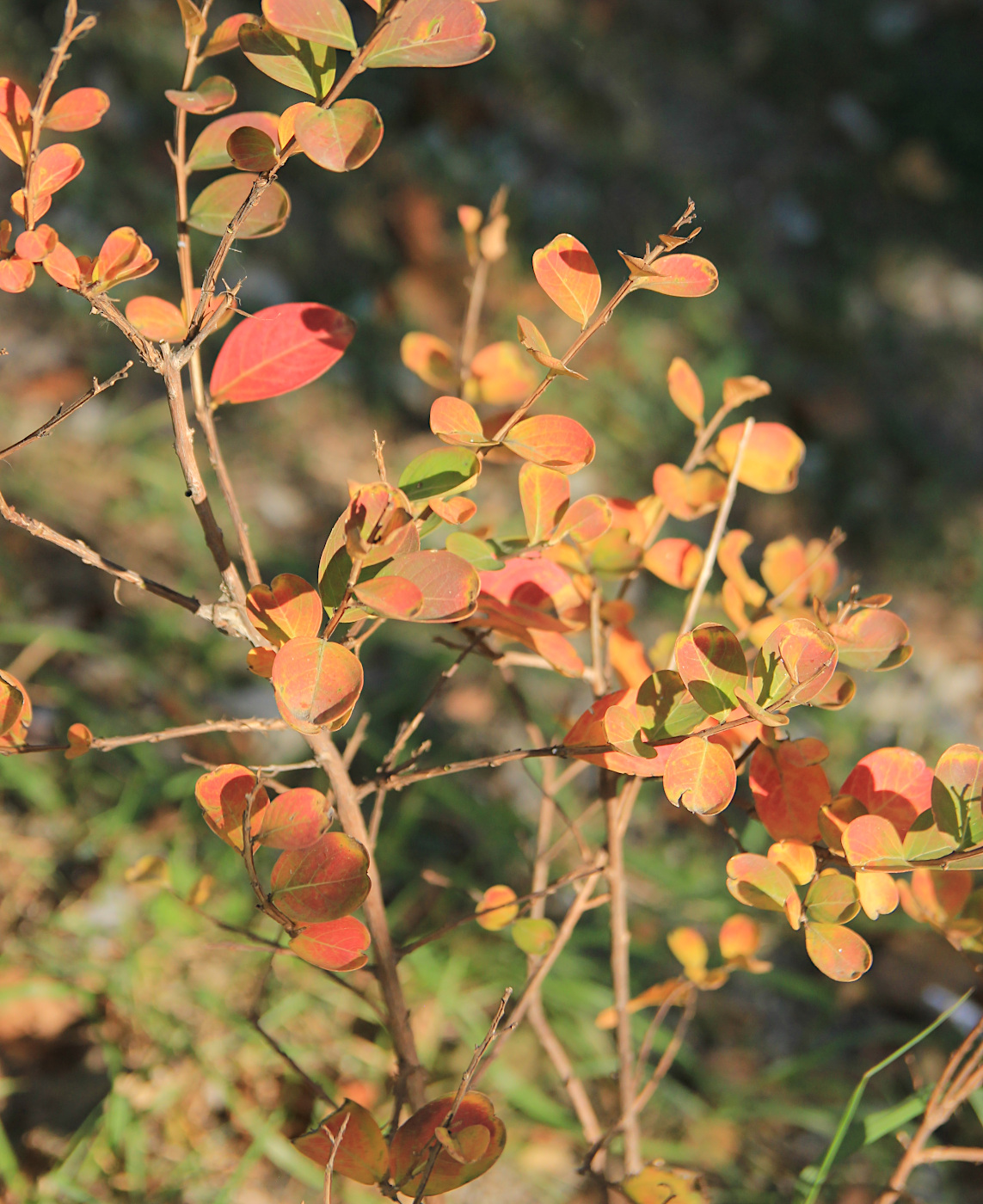 Image of Lagerstroemia indica specimen.