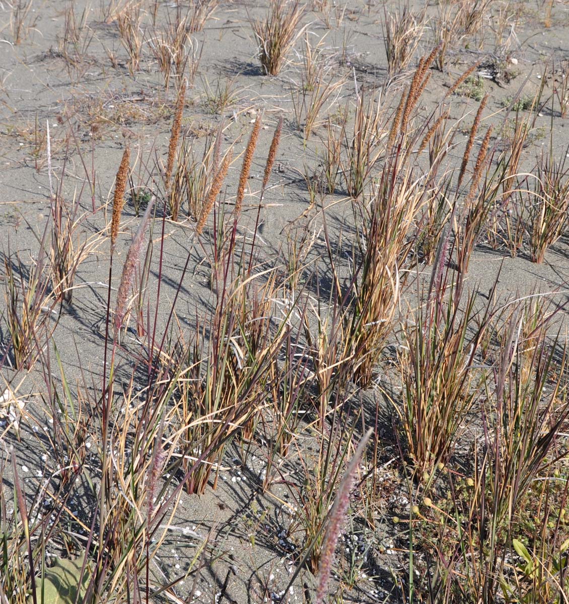 Image of Imperata cylindrica specimen.