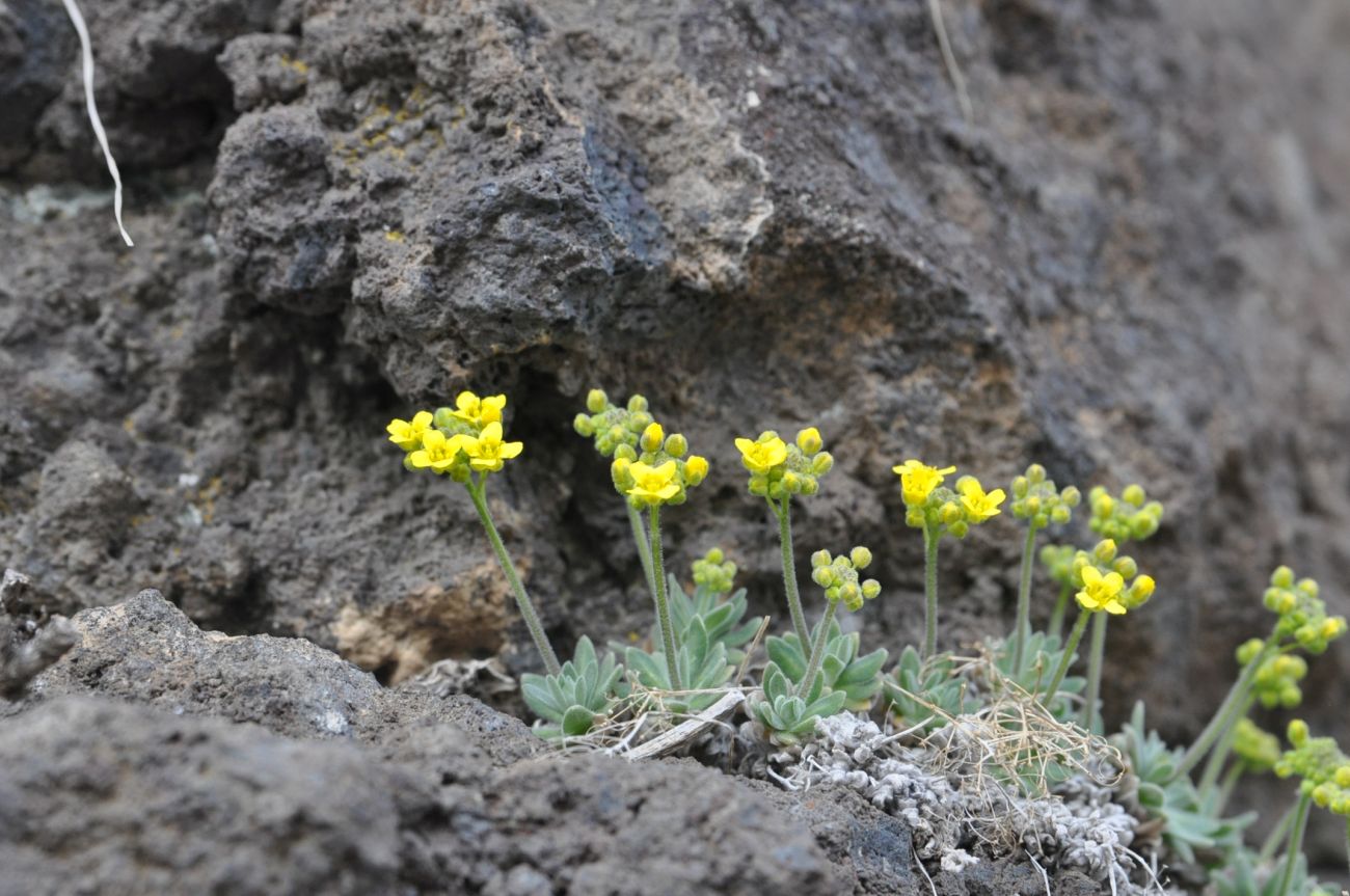 Image of Draba rosularis specimen.