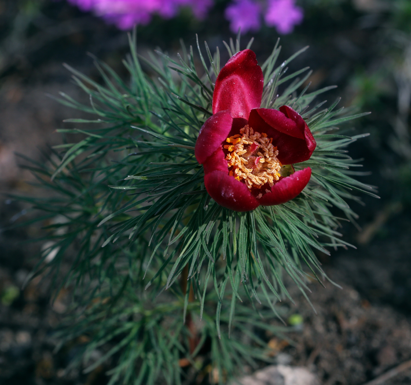 Image of Paeonia tenuifolia specimen.