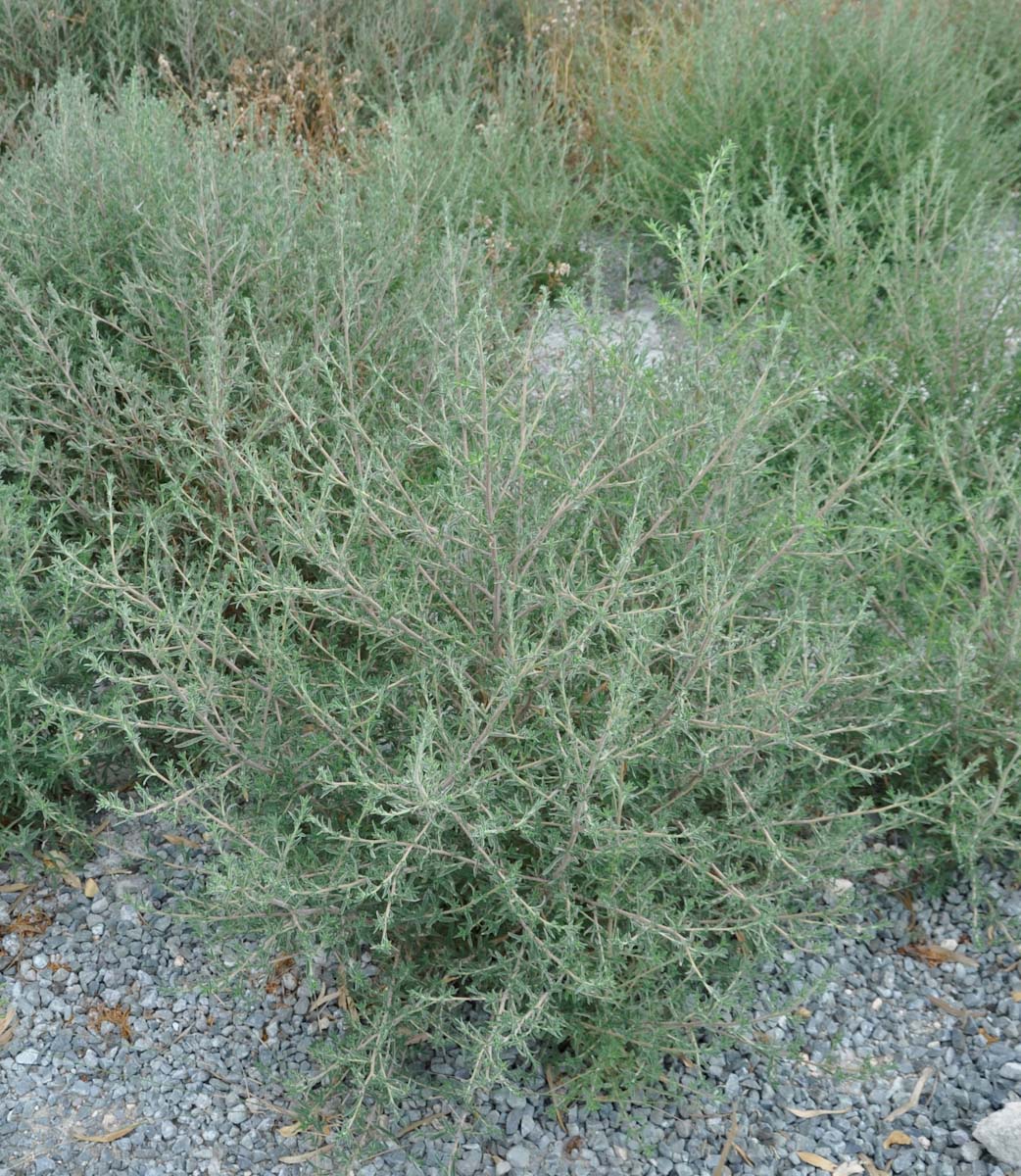 Image of Bassia indica specimen.