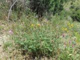 Hedysarum mogianicum