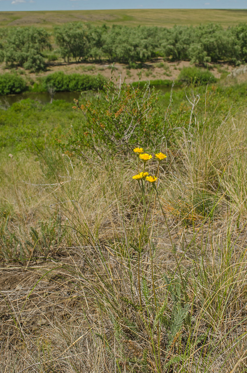 Image of Tanacetum kittaryanum specimen.