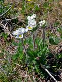 Anemonastrum crinitum. Цветущее растение. Алтай, Онгудайский р-н, Семинский перевал, ≈ 1700 м н.у.м., луг на опушке хвойного леса. 10.06.2019.