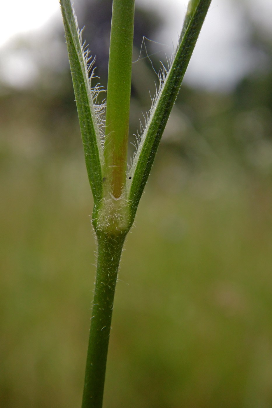 Изображение особи Dianthus armeria.