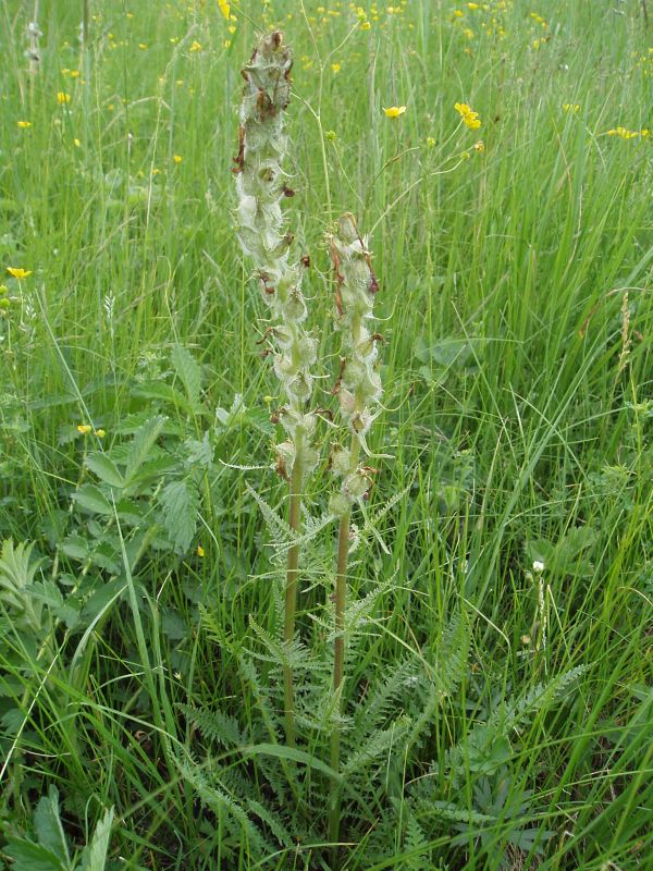 Image of Pedicularis dasystachys specimen.