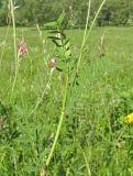 Onobrychis sibirica