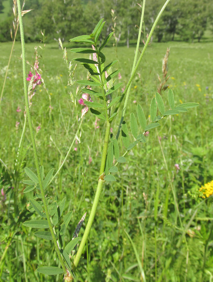 Изображение особи Onobrychis sibirica.