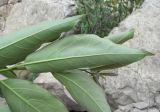 Diospyros lotus. Лист (вид снизу). Дагестан, Гергебильский р-н, окр. с. Гергебиль, ок. 700 м н.у.м., каменистый склон. 07.06.2019.