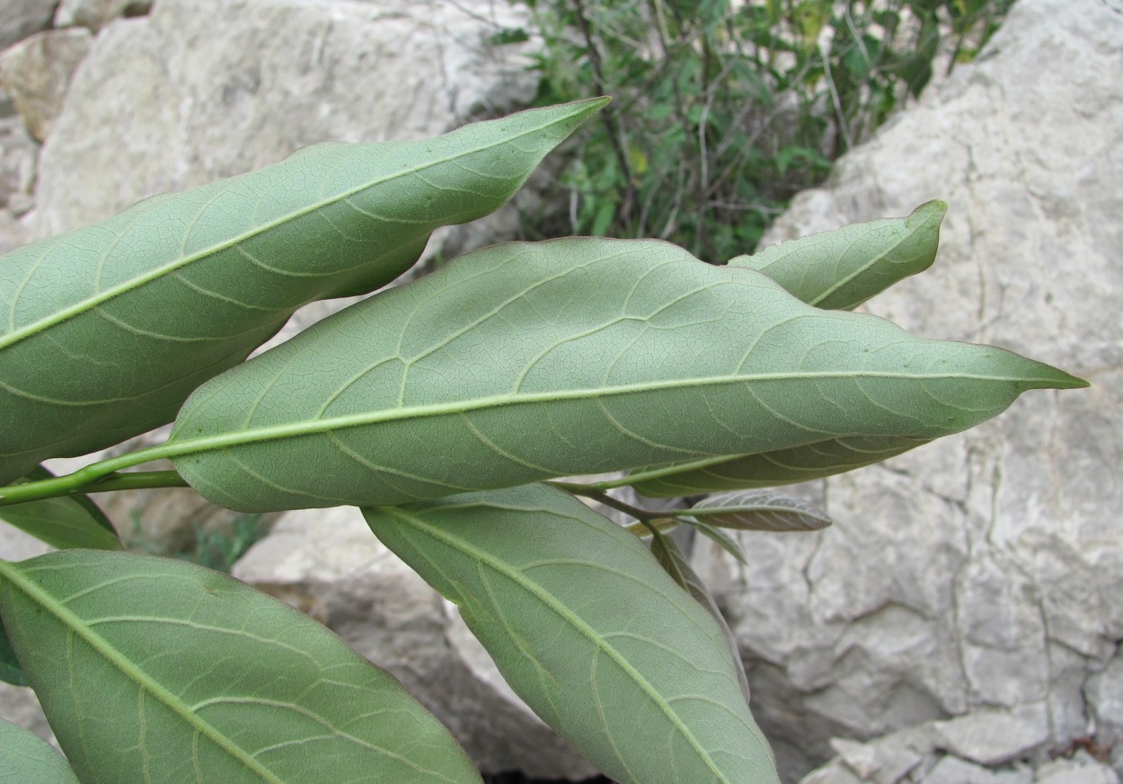 Image of Diospyros lotus specimen.