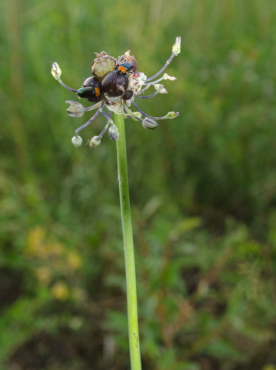 Изображение особи Allium caeruleum.