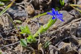 Gentiana karelinii. Цветущее растение. Кыргызстан, Ошская обл., Алайский хребет выше перевала Талдык, альпика, 3850 м н.у.м., седловина севернее водораздельного гребня, каменисто-щебнистая осыпь. 18 августа 2019 г.