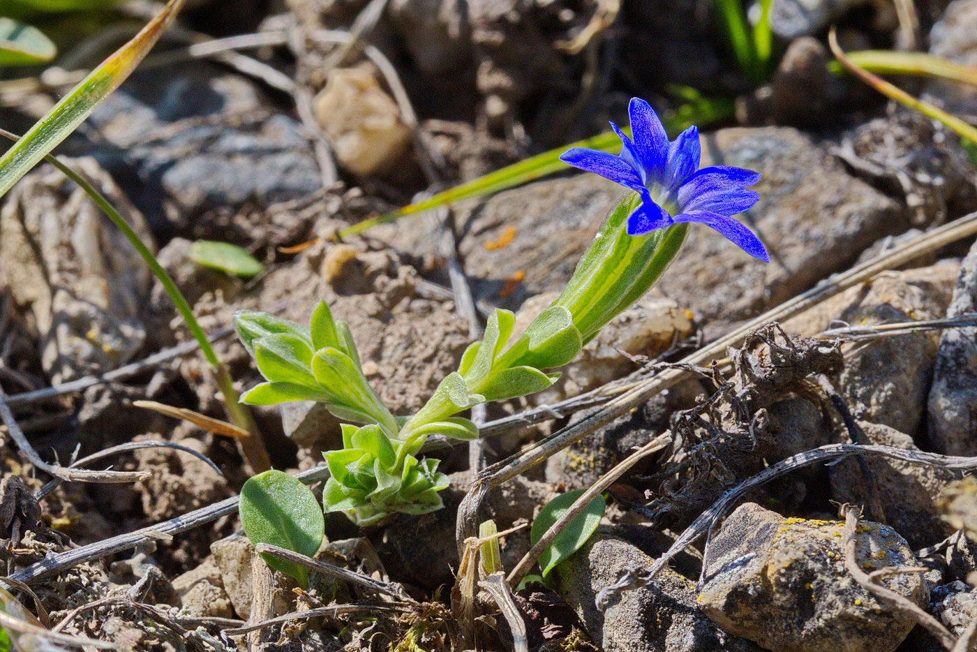 Image of Gentiana karelinii specimen.