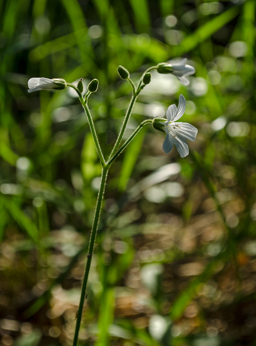 Изображение особи Cerastium pauciflorum.