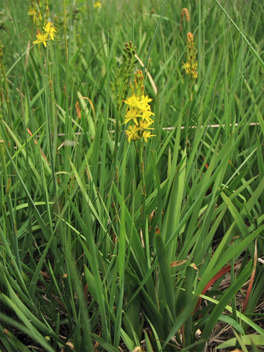 Image of Narthecium ossifragum specimen.