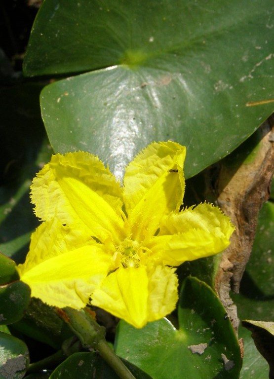 Image of Nymphoides peltata specimen.