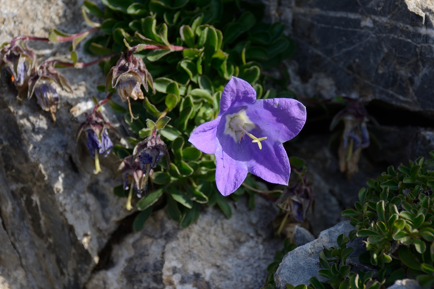 Изображение особи род Campanula.