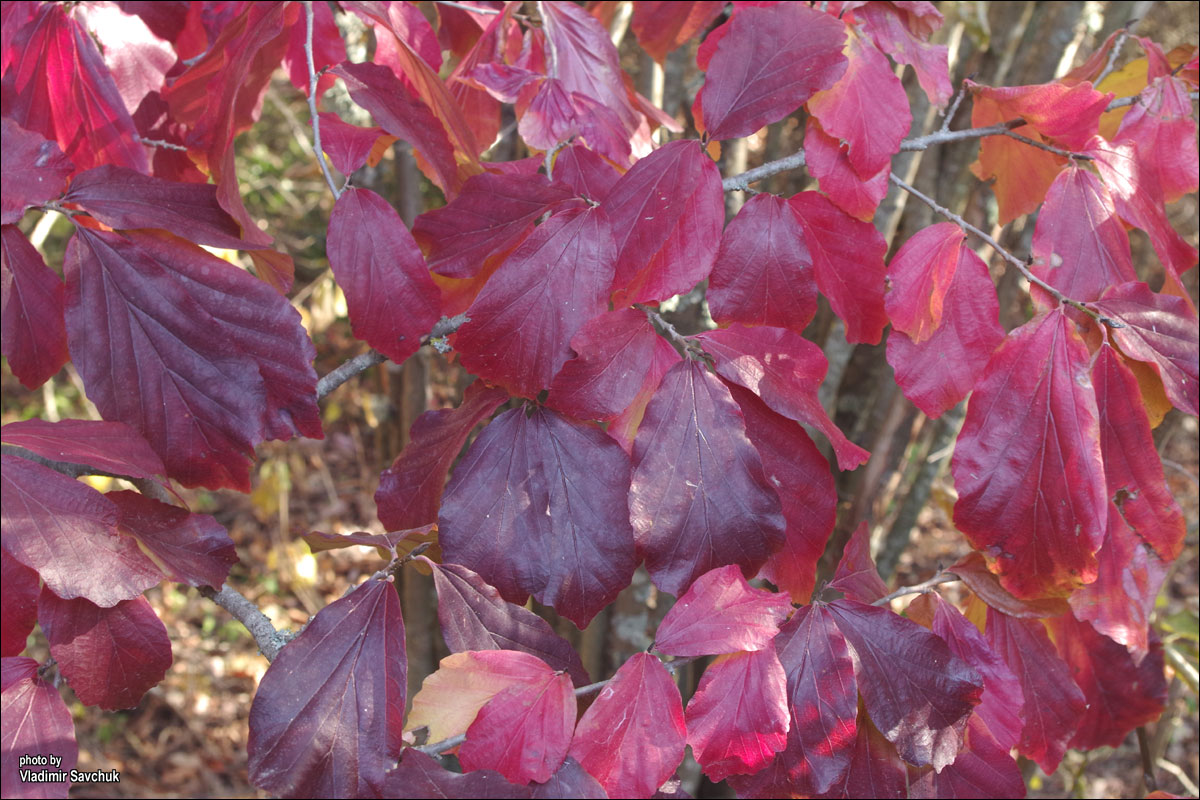 Изображение особи Parrotia persica.