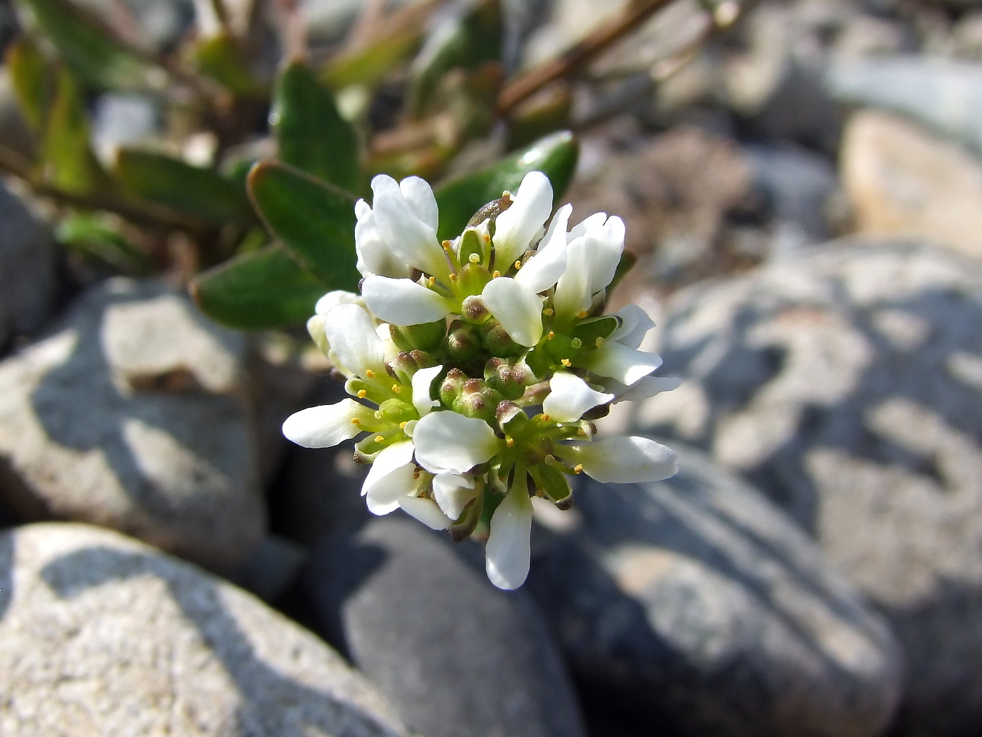 Image of Cochlearia officinalis specimen.