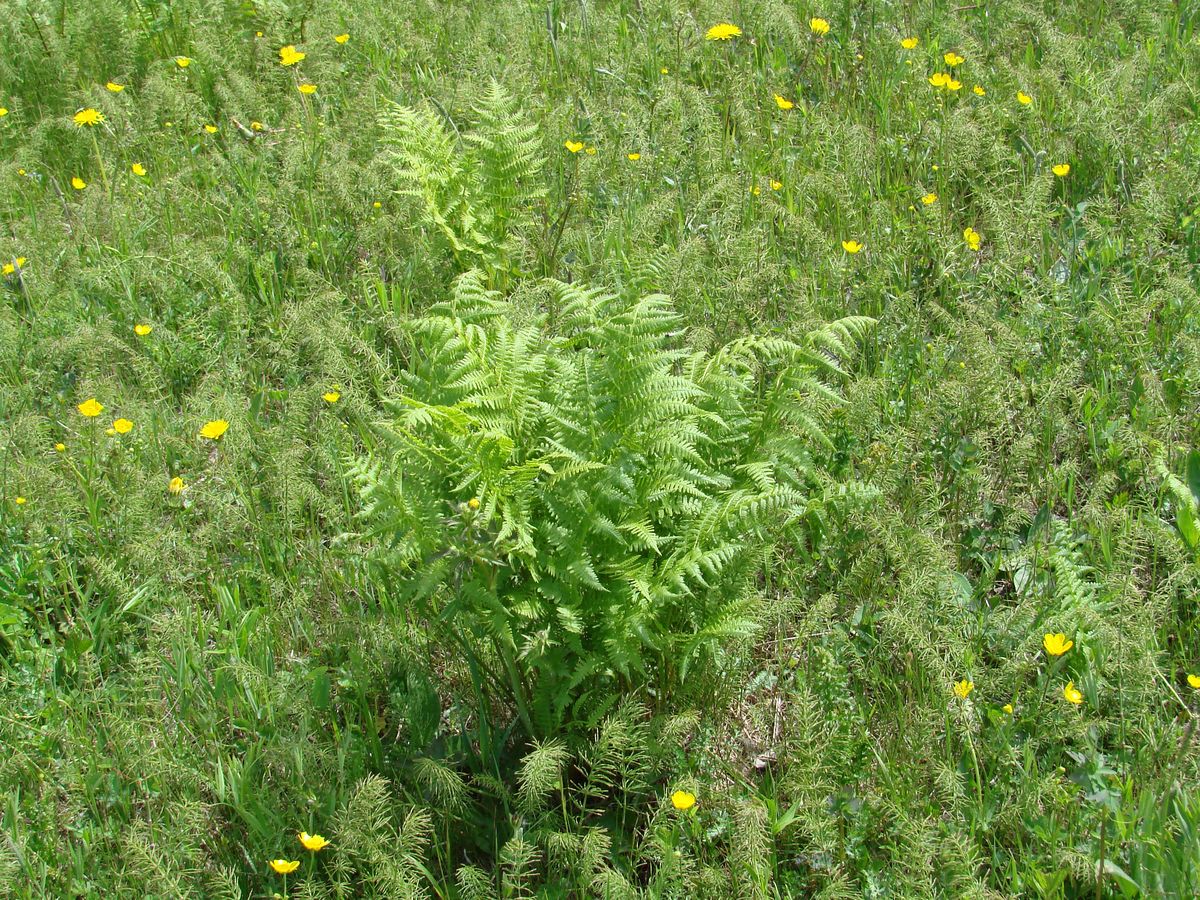 Image of Oreopteris limbosperma specimen.