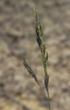 Festuca rubra