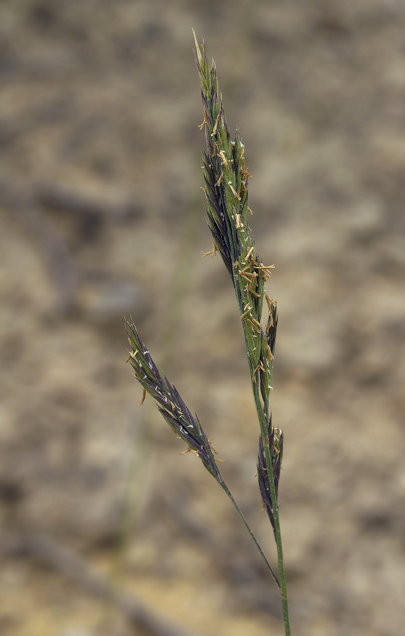 Image of Festuca rubra specimen.