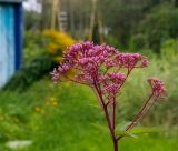 Eupatorium purpureum