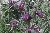 genus Astragalus. Цветущее растение. Грузия, край Самцхе-Джавахети, Аспиндзский муниципалитет, монастырь Вардзиа, склон горы. 01.05.2019.