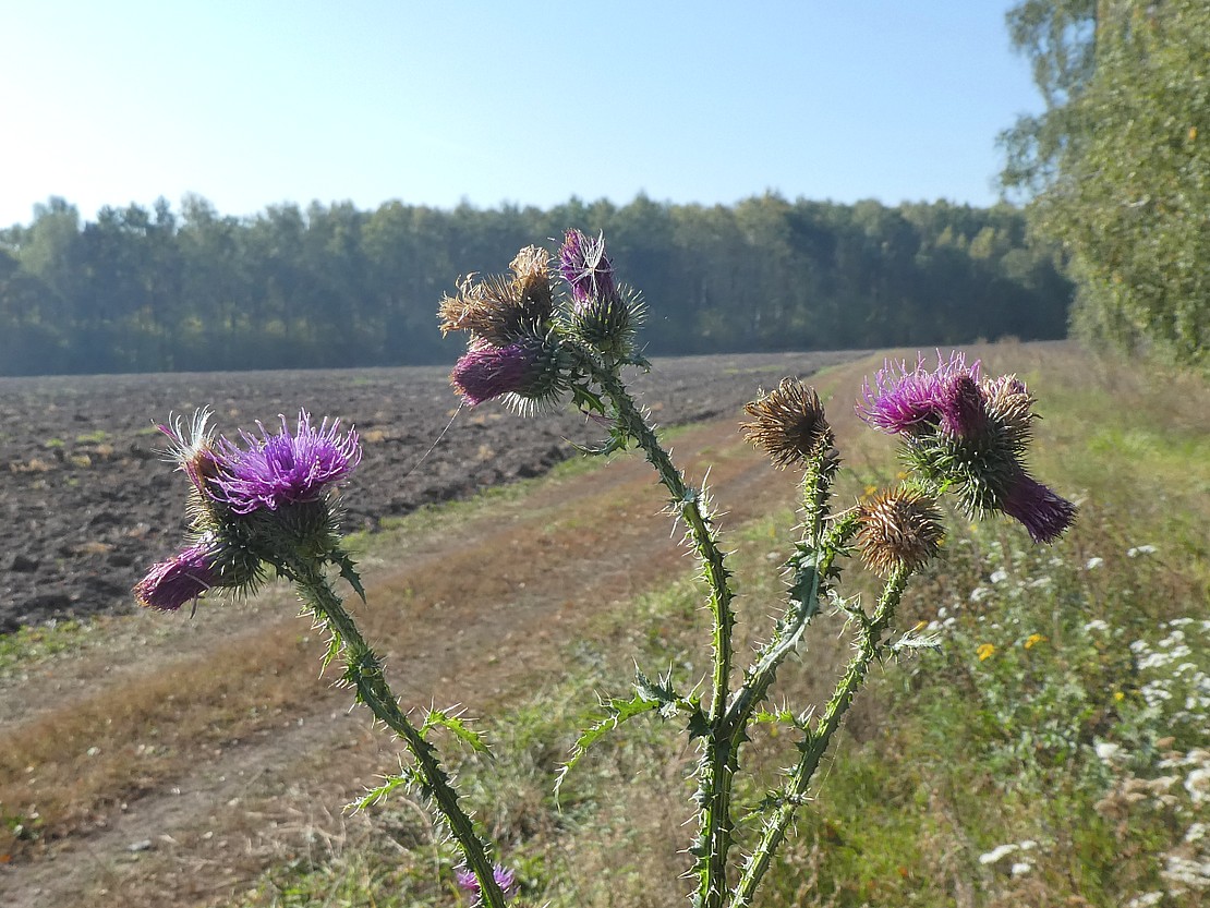 Изображение особи Carduus crispus.