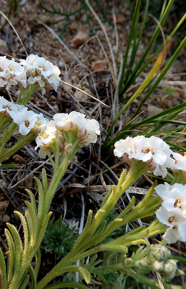 Image of Ptilotrichum tenuifolium specimen.