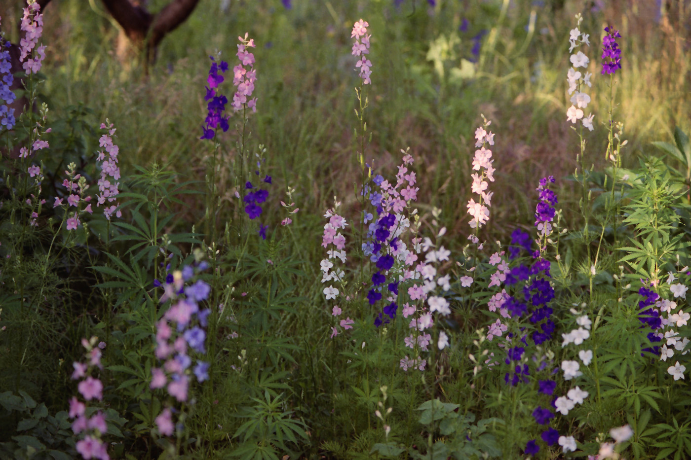 Image of Delphinium ajacis specimen.