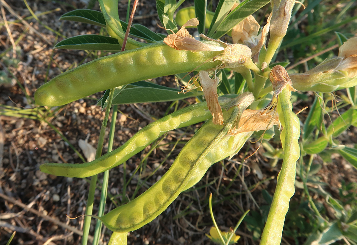 Image of Thermopsis lanceolata specimen.