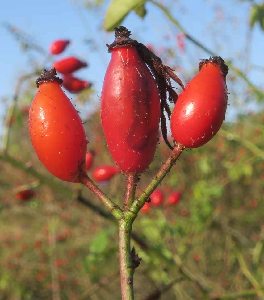 Image of Rosa andegavensis specimen.