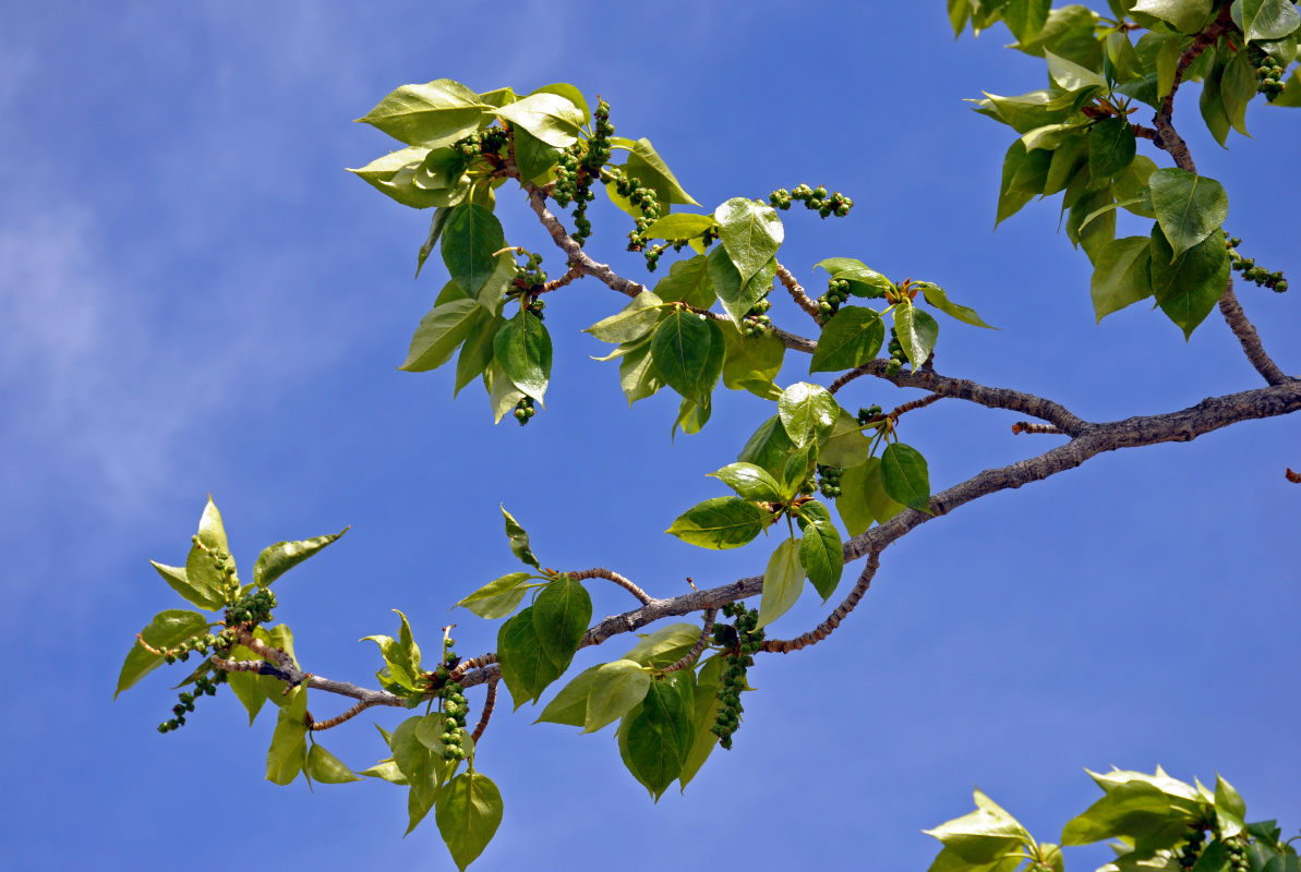 Изображение особи Populus laurifolia.