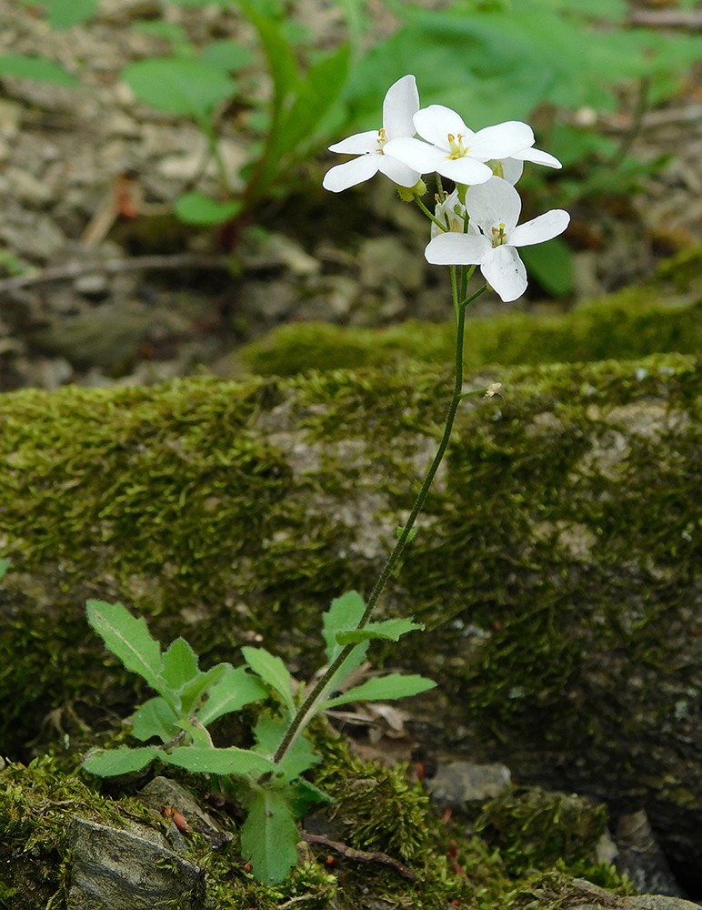 Изображение особи Arabis caucasica.