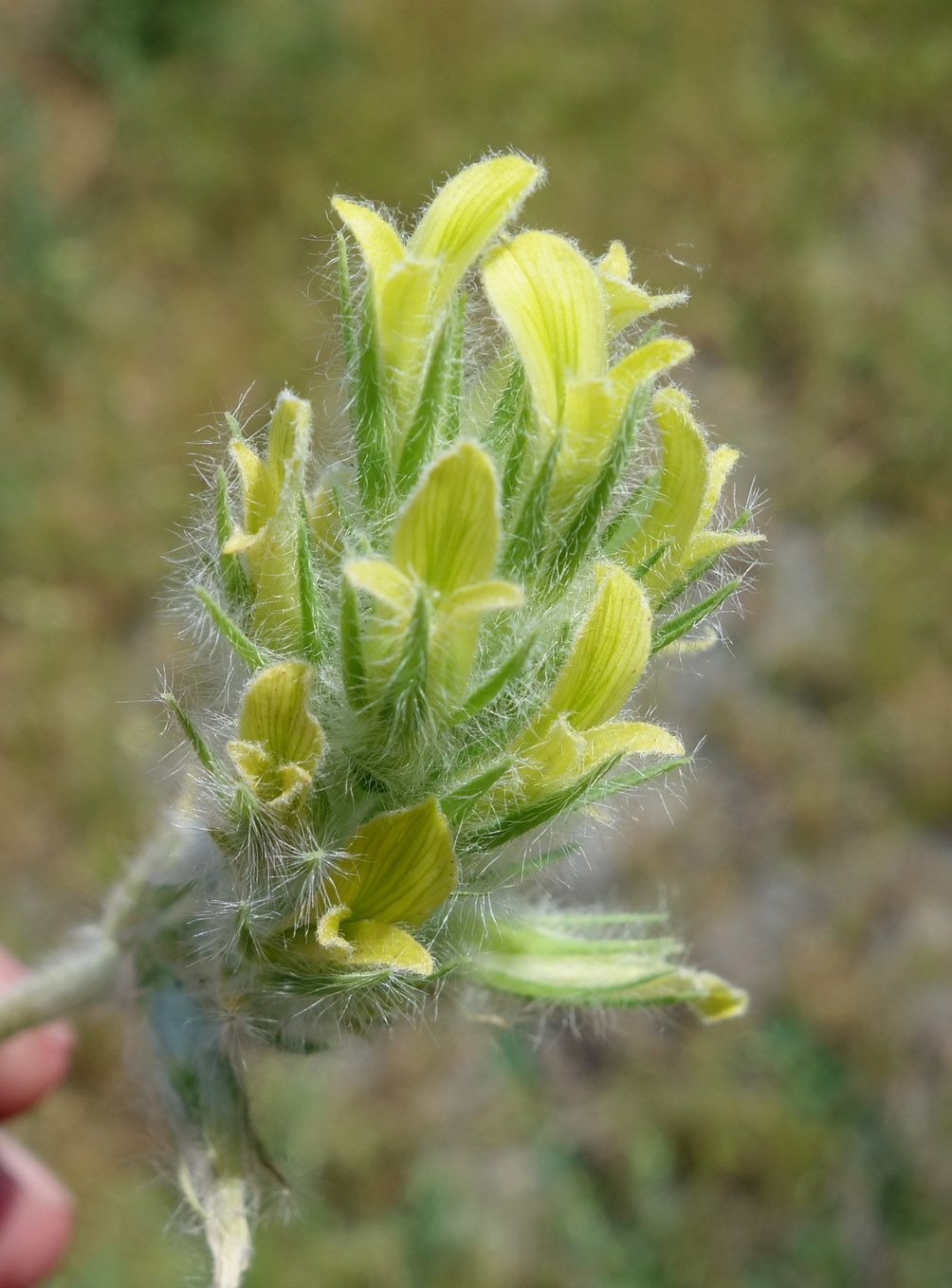 Image of Astragalus lasiopetalus specimen.