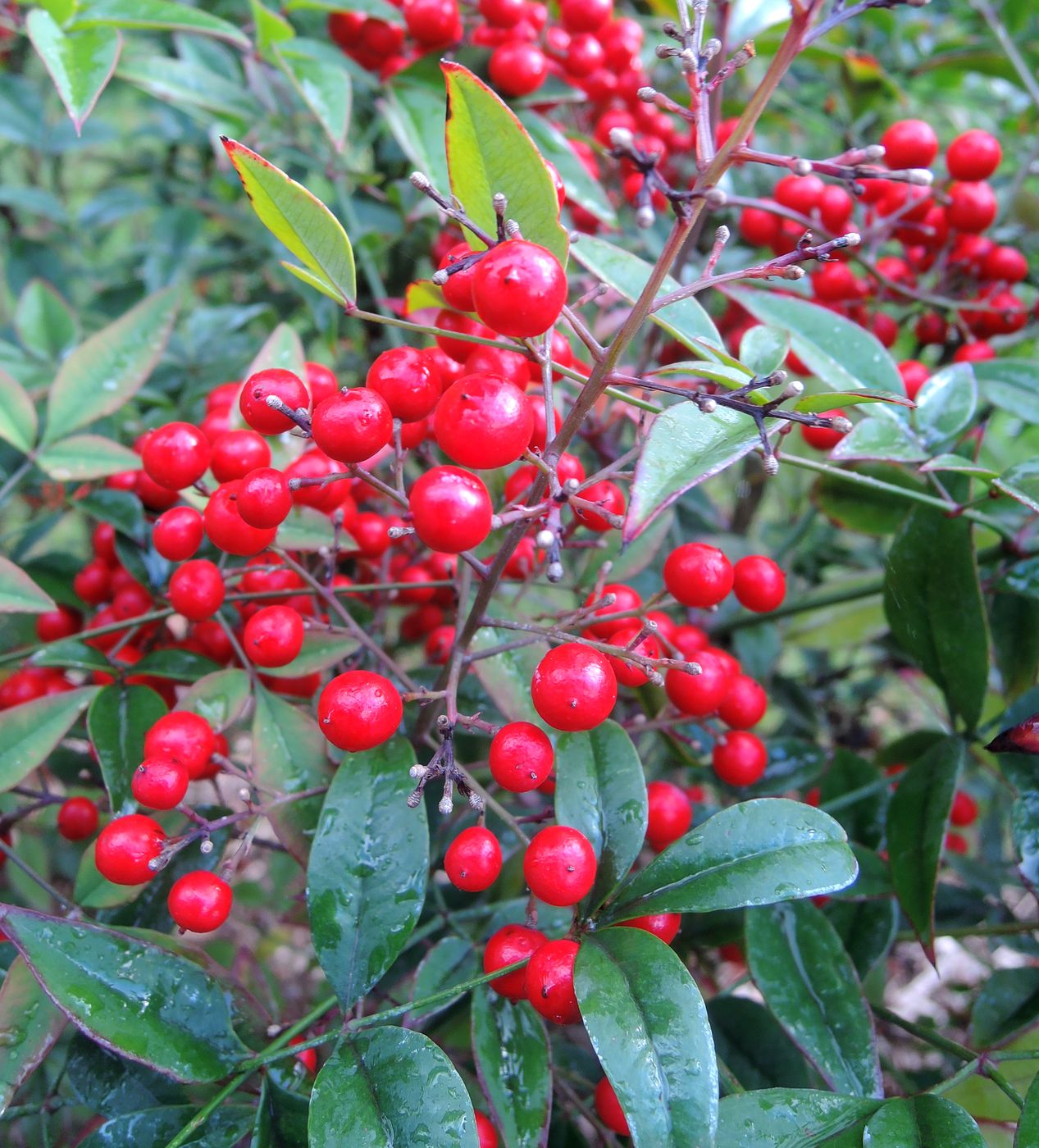 Image of Nandina domestica specimen.