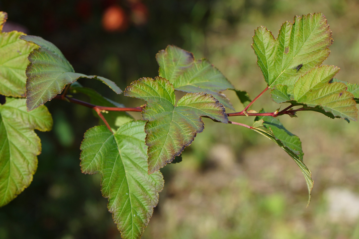 Image of Physocarpus opulifolius specimen.