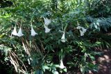 Brugmansia × insignis