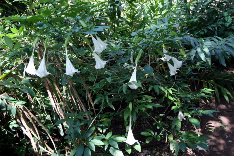 Изображение особи Brugmansia &times; insignis.