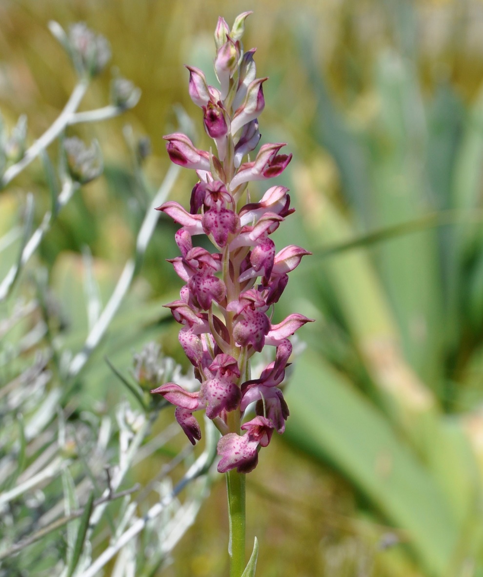 Image of Anacamptis coriophora ssp. fragrans specimen.