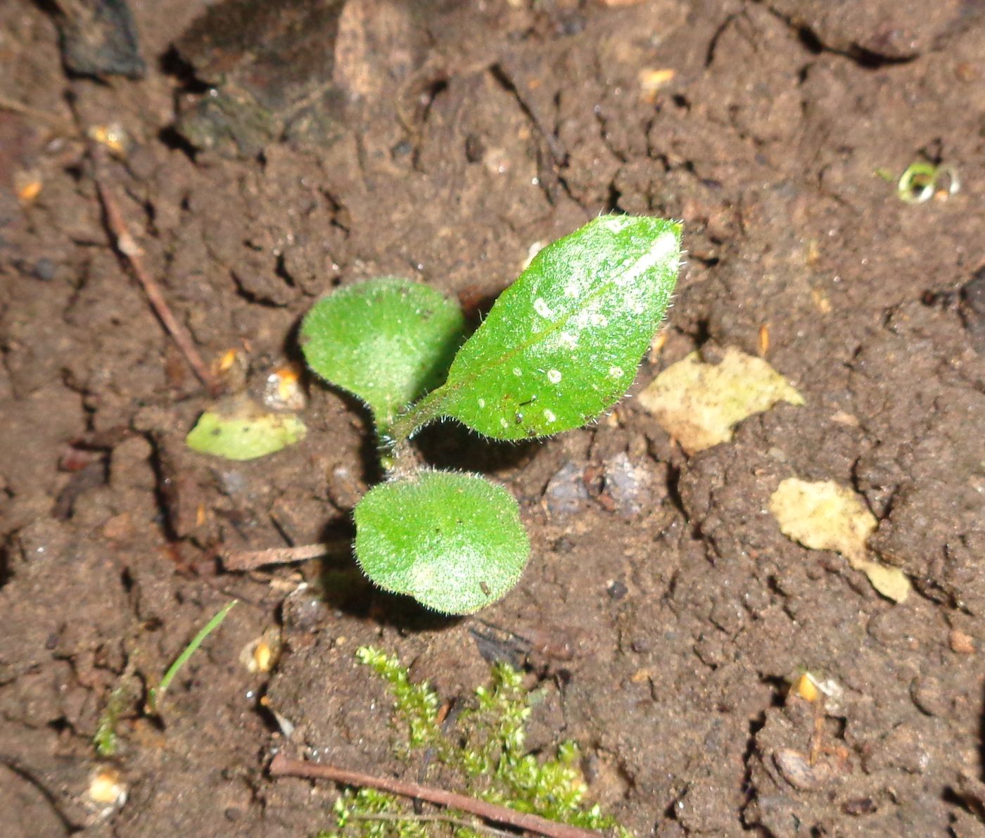 Изображение особи род Pulmonaria.