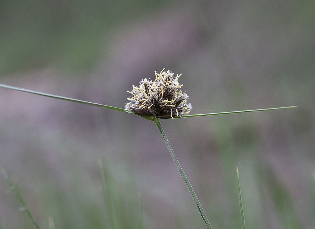 Изображение особи семейство Cyperaceae.