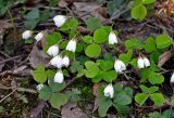 Oxalis acetosella