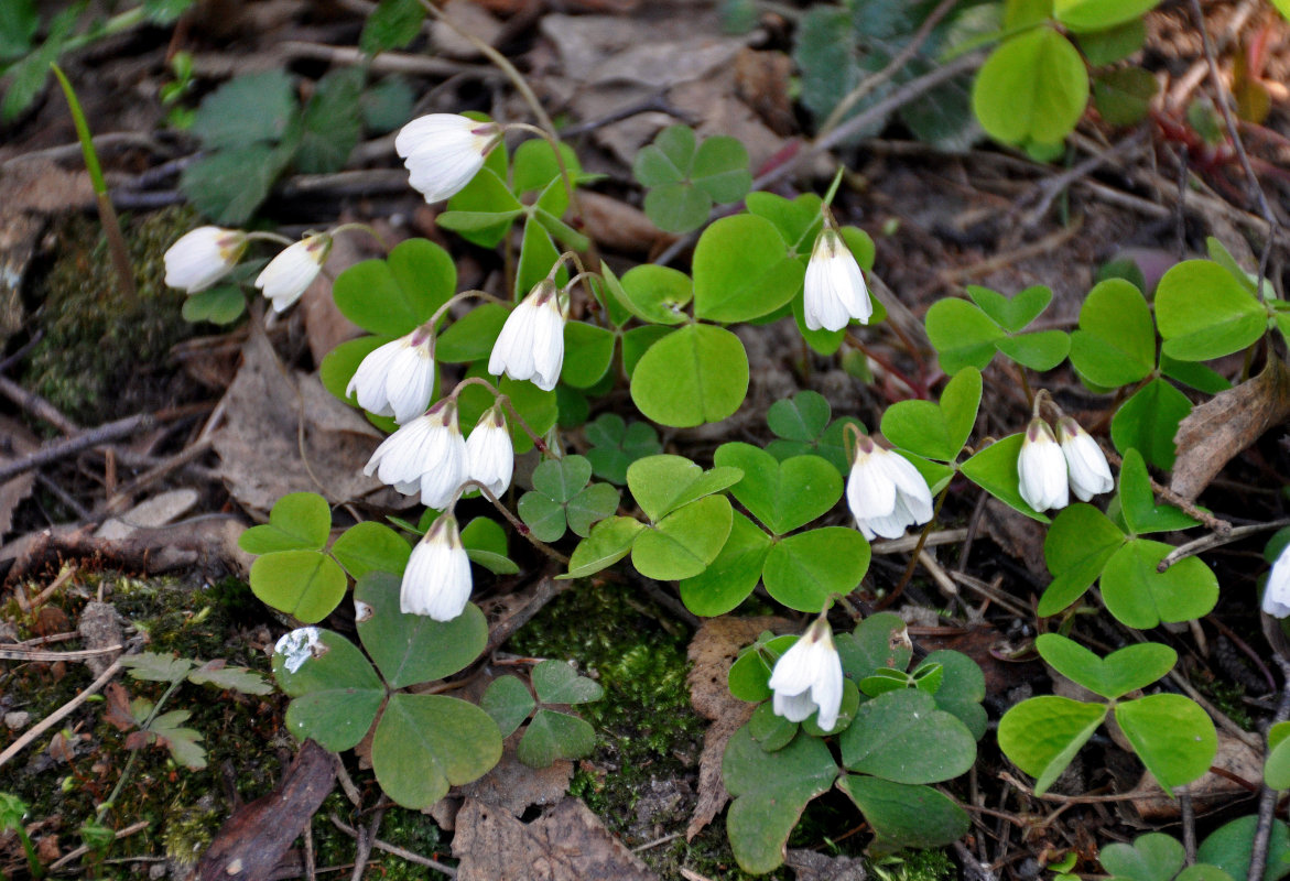 Изображение особи Oxalis acetosella.