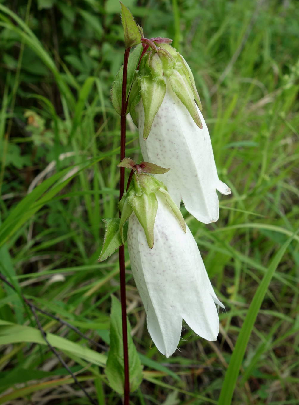 Image of Campanula punctata specimen.