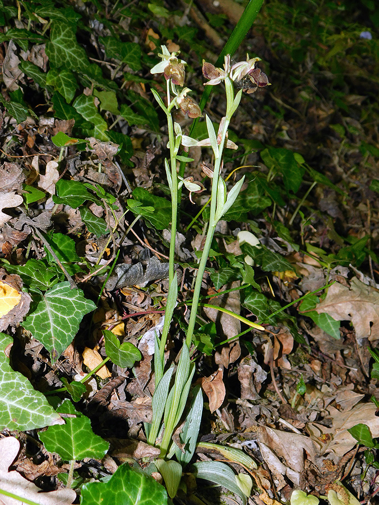 Изображение особи Ophrys mammosa ssp. caucasica.