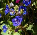 Phacelia campanularia