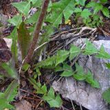 Taraxacum officinale. Основание побега и прикорневые листья. Свердловская обл., окр. г. Североуральск, Второй Северный, на залежи. 04.06.2010.